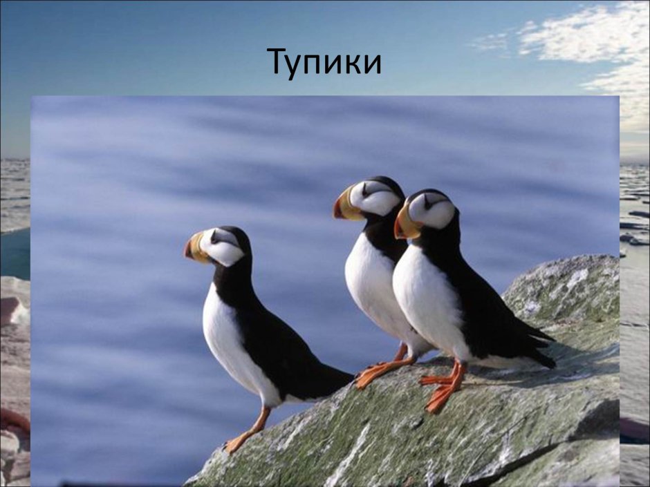 Название животных Арктики