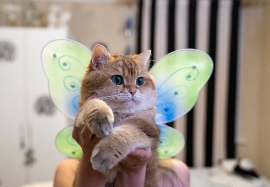 Кошечка Фея