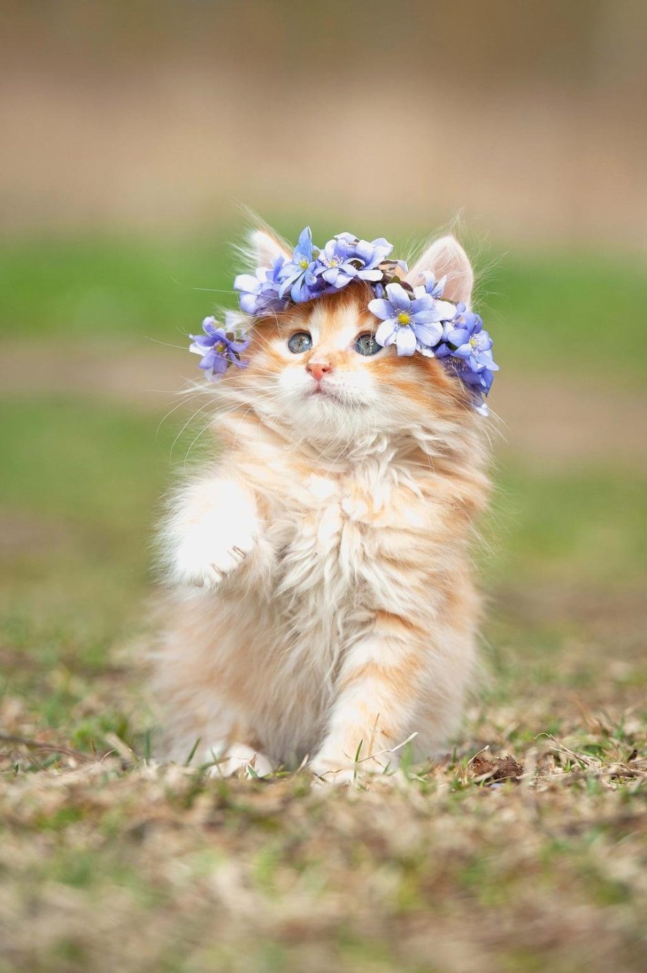 Котик с венком