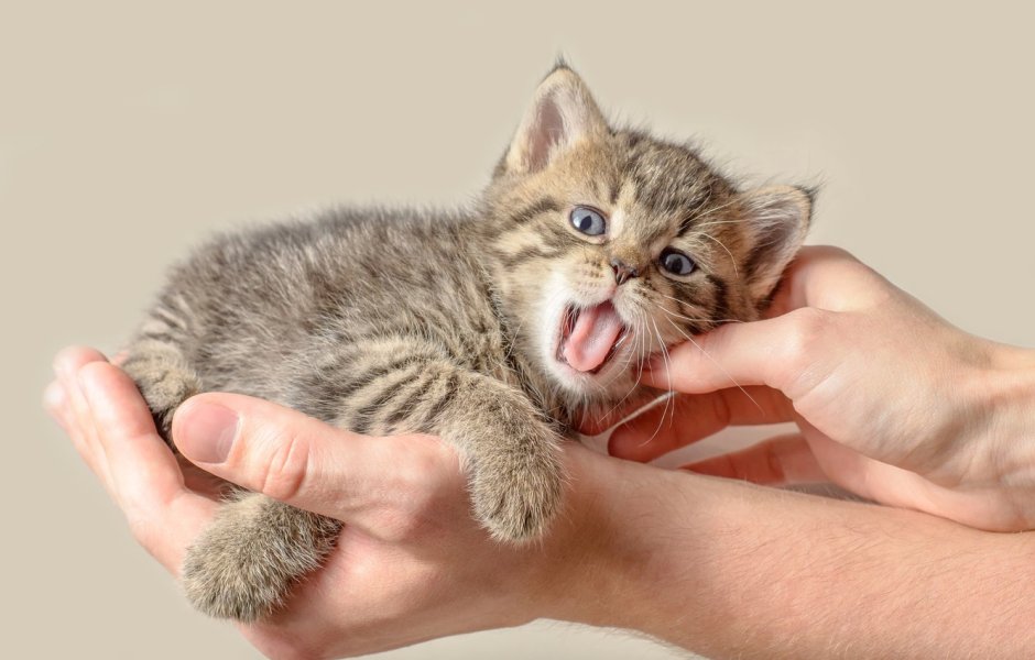 Маленькие котята зевают