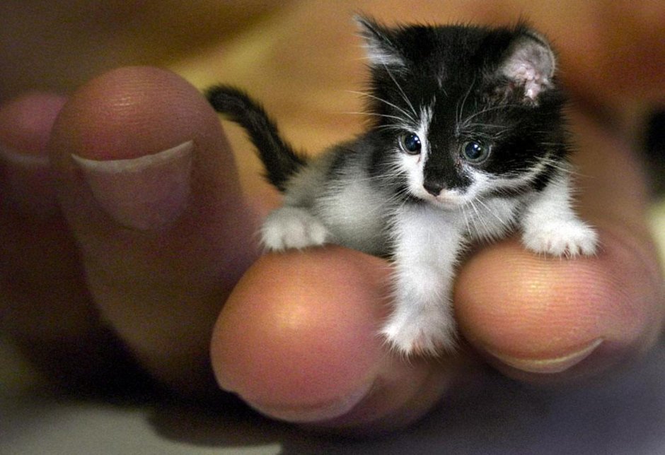 Мистер Пибблз самый маленький кот