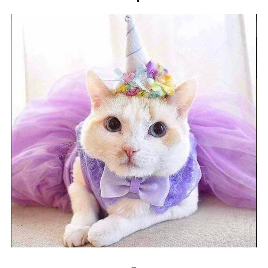Котик в костюме единорога