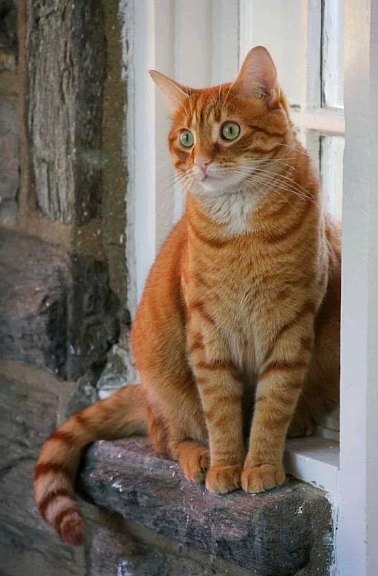 Макрелевый табби рыжий