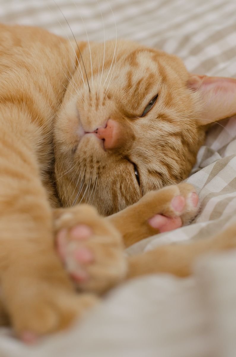 Бенгал мраморный рыжий