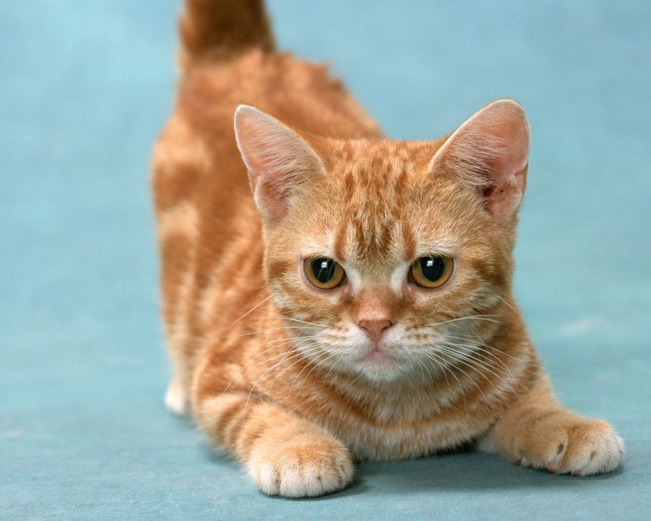 Американская короткошёрстная кошка рыжая