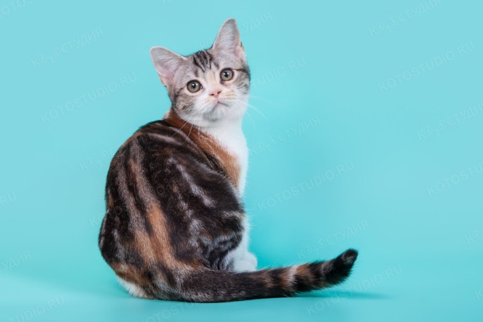 Американская короткошерстная серая