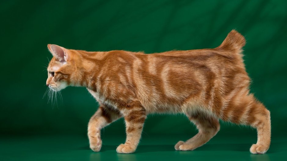 Европейский короткошерстный кот рыжий