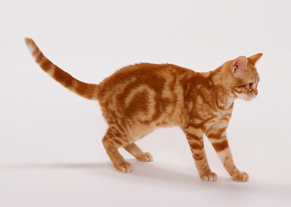 Курильский БОБТЕЙЛБОБТЕЙЛ