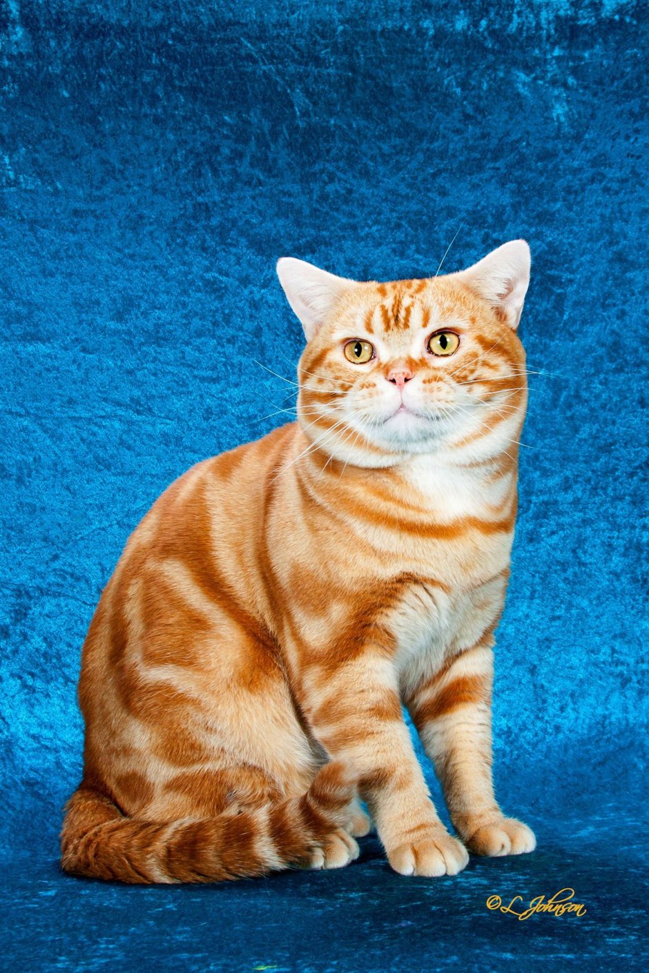 Американская короткошерстная кошка цвета