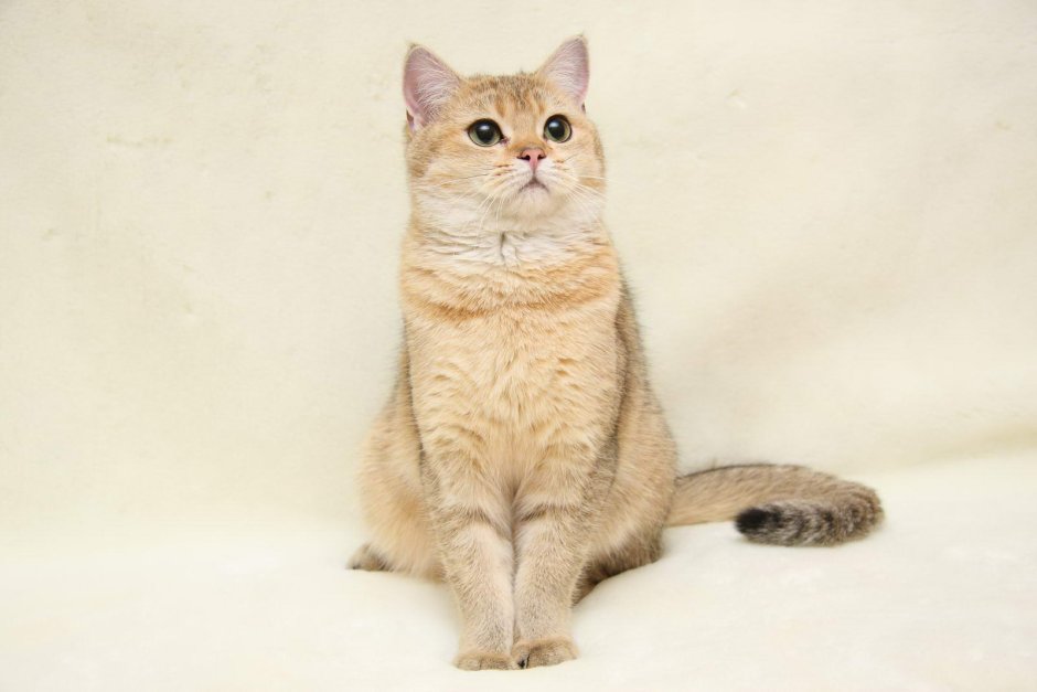 Ярко рыжий кот