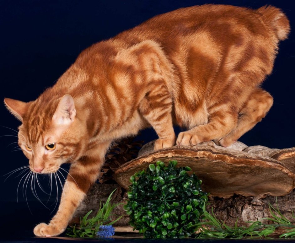 Курильский бобтейл