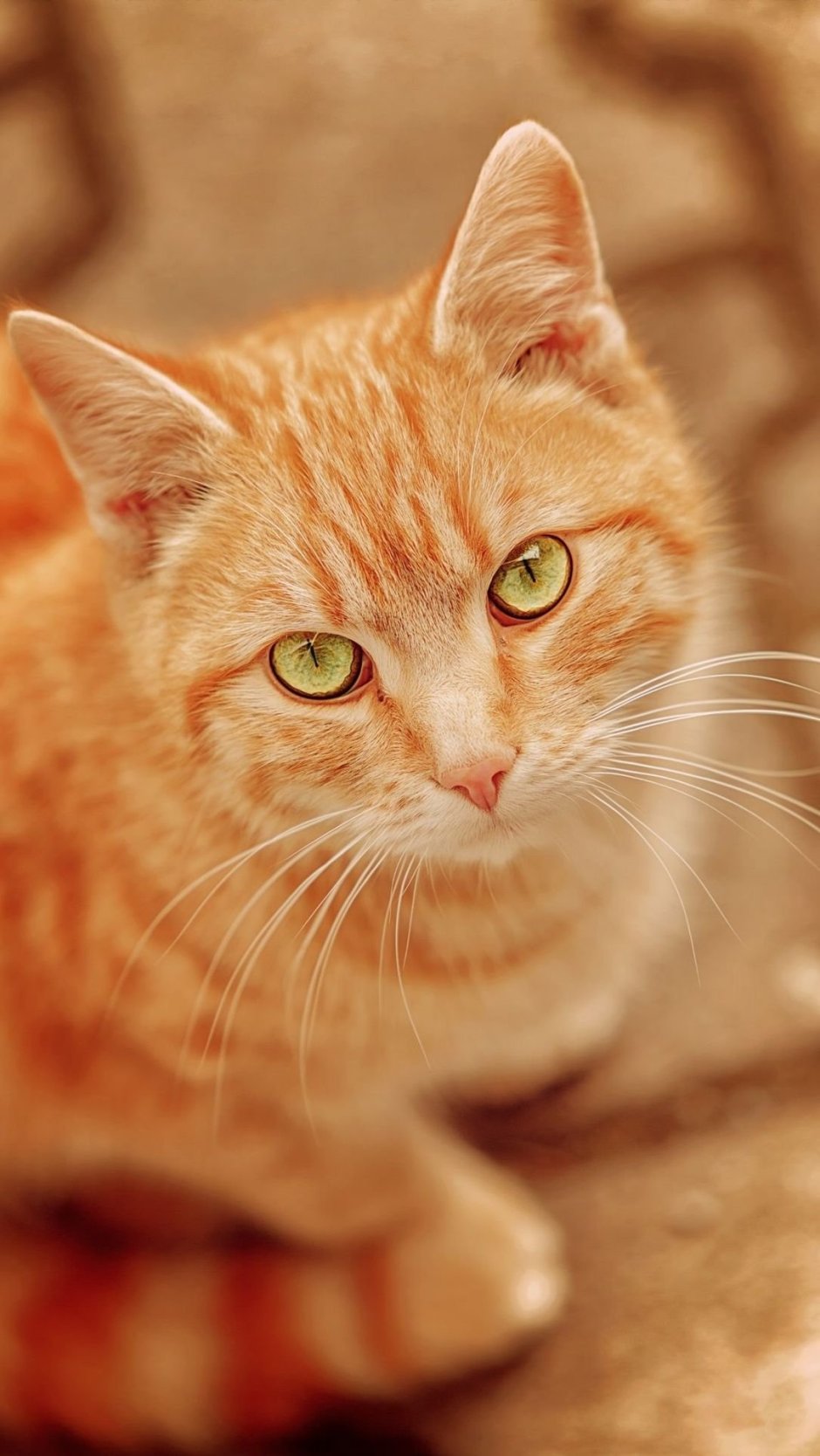 Метис порода кошек рыжий