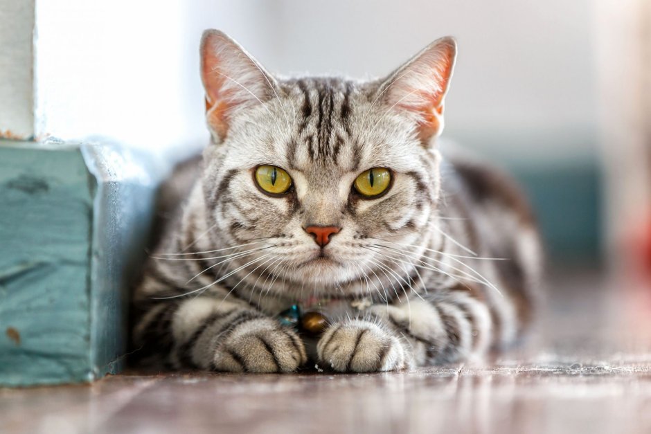 Европейская короткошерстная табби рыжий жирный