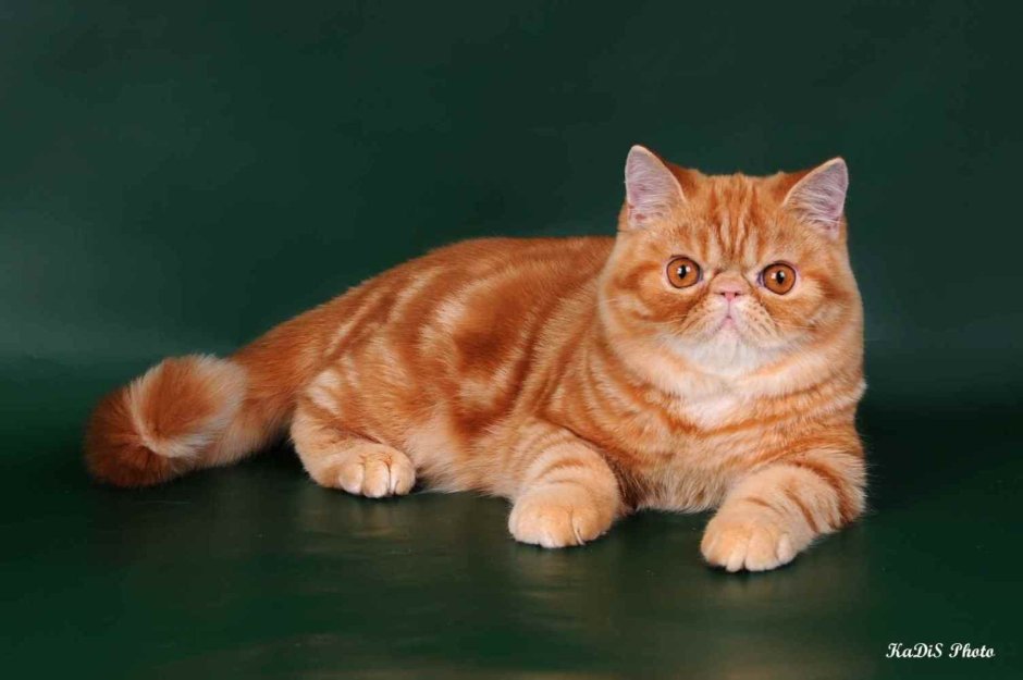 Курильский бобтейл рыжий