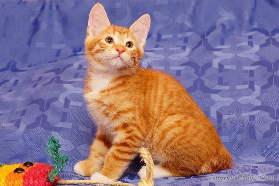 Европейская короткошерстная кошка рыжая