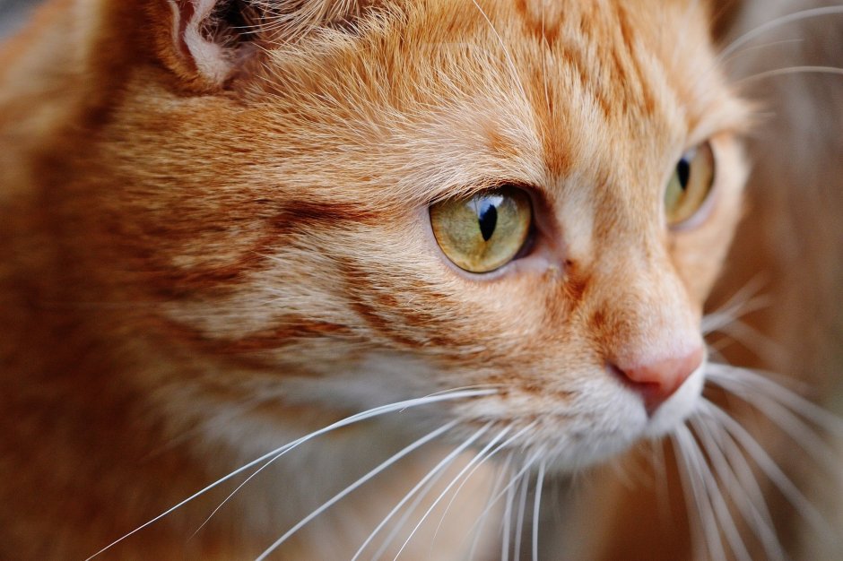 Табби кошка рыжая