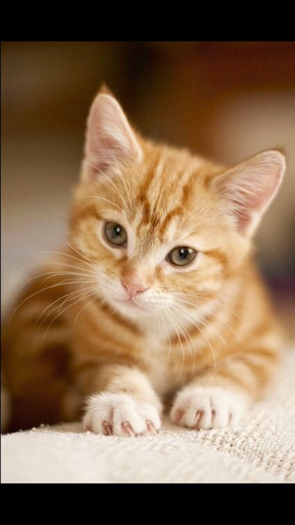 Шотландская короткошёрстная кошка