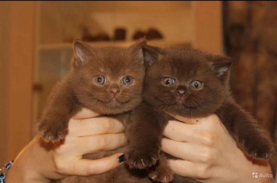 Котик коричневый обычный, милый, на подстилке