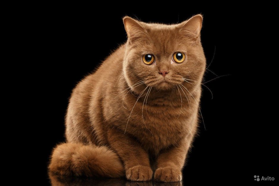 Чистокровные скоттиш фолд котята