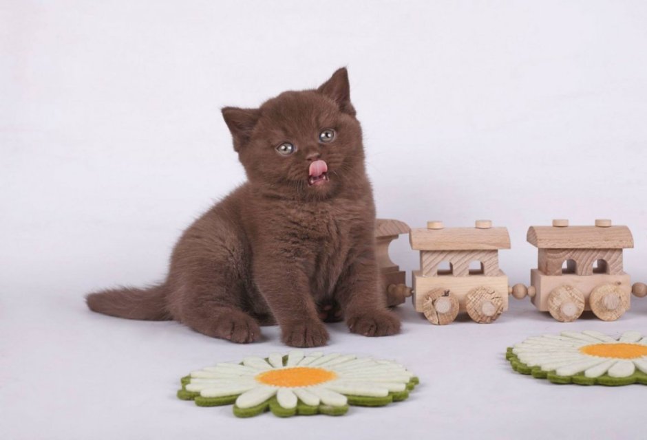 Британские котята смешанные