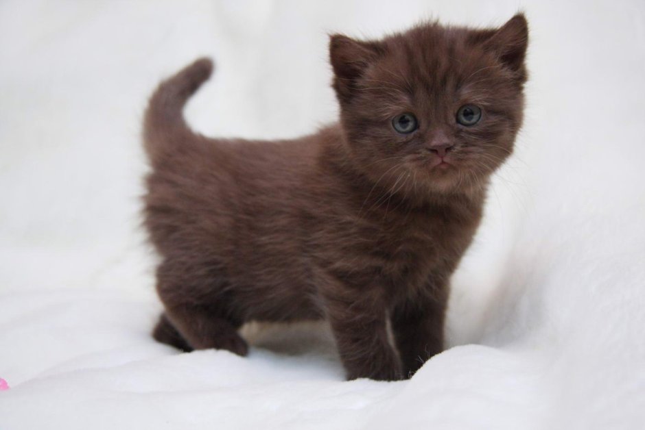 Коричневый котенок