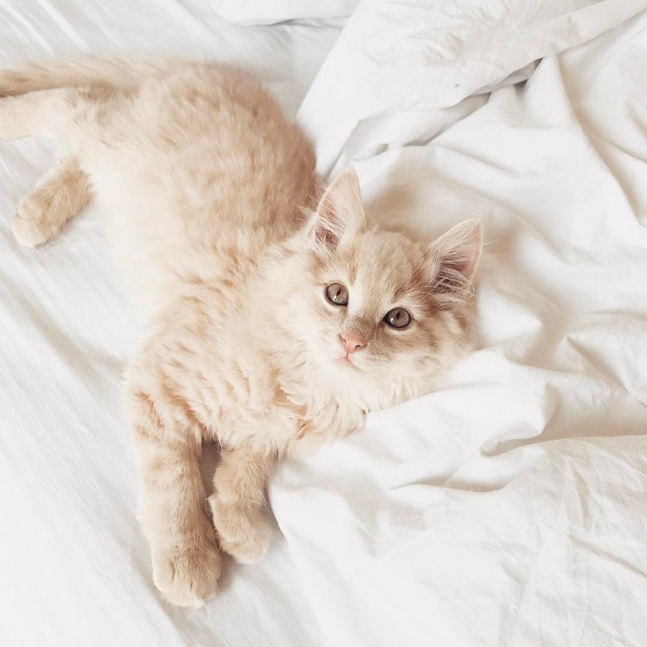 Много милых котят