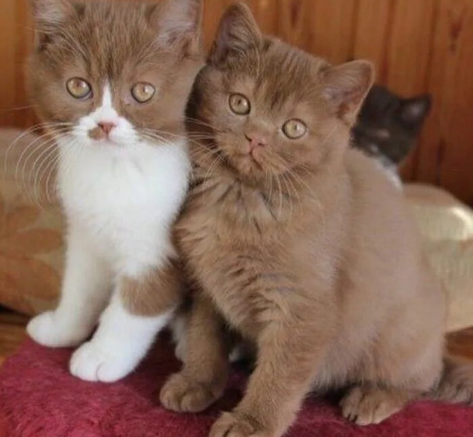 Британские котята коричневые