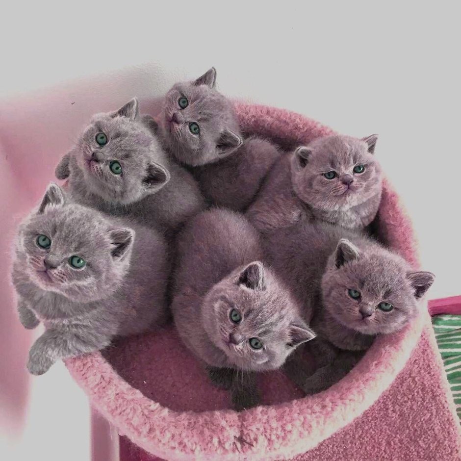 Шоколадный кот британец котенок