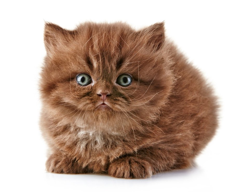 Котенок кофейного цвета