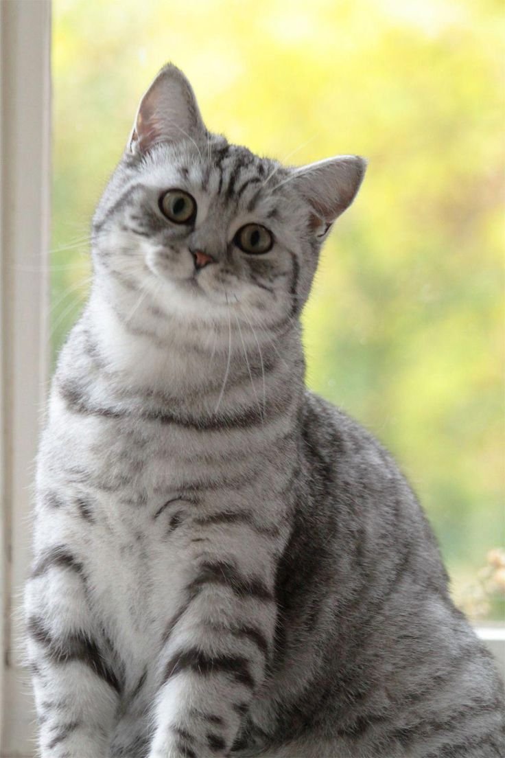 Британская кошка табби