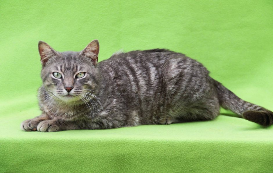 Кот табби макрель