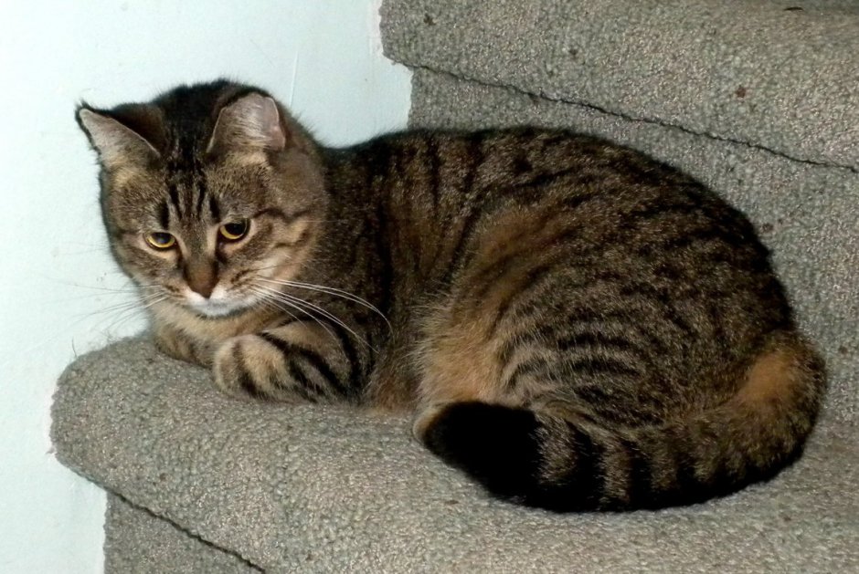 Табби макрель полосатый