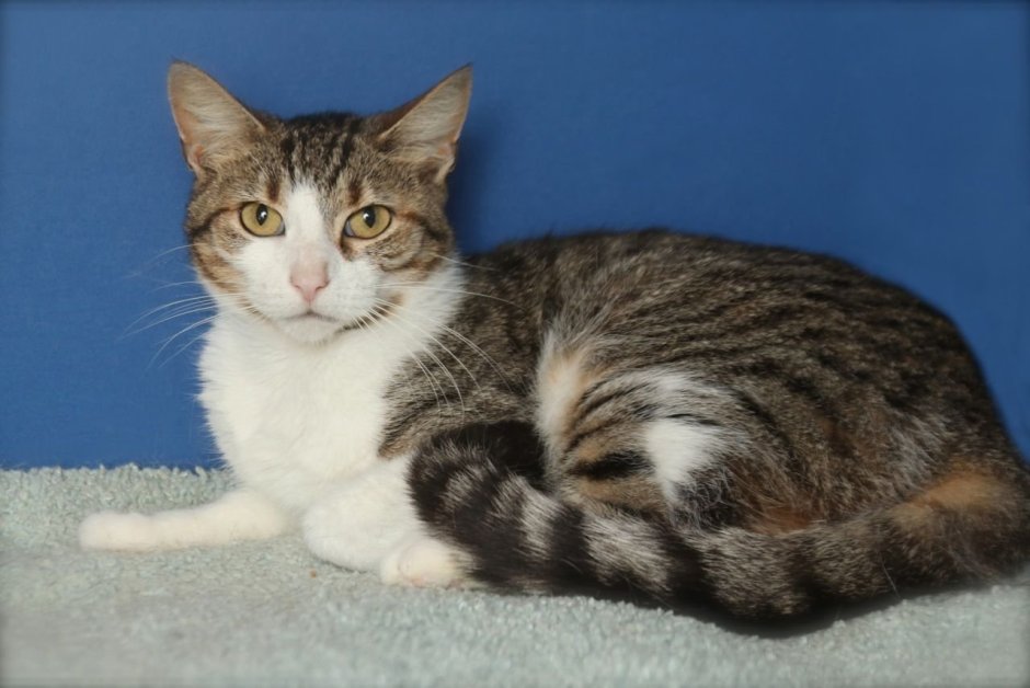 Сибирская кошка табби биколор