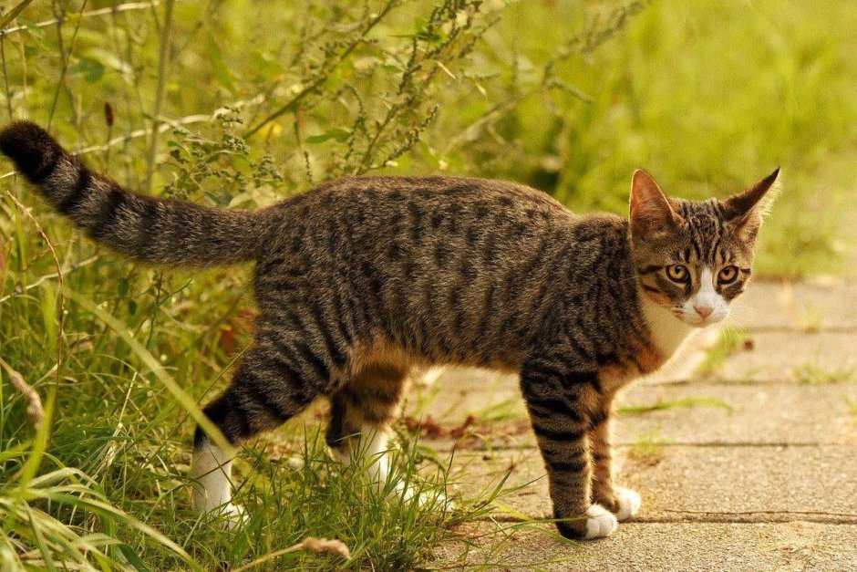 Табби макрель полосатый