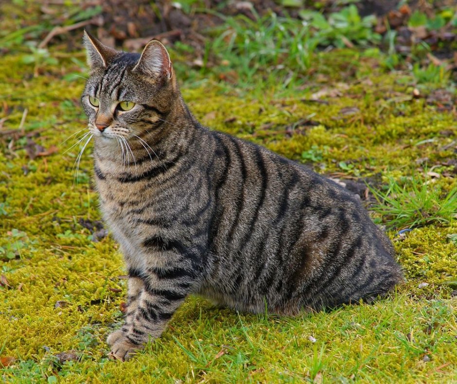 Табби макрель тигровый