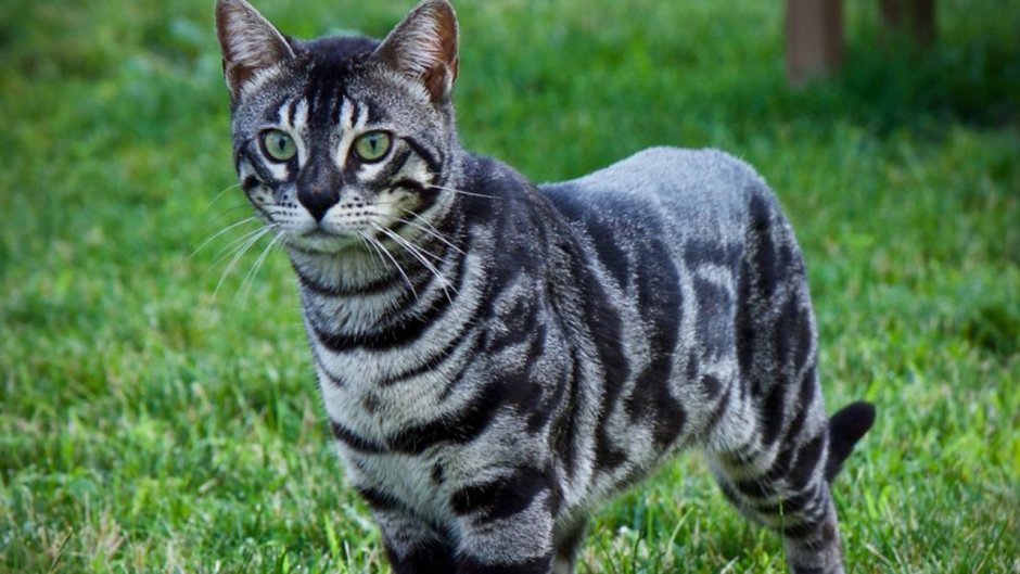 Кот табби макрель