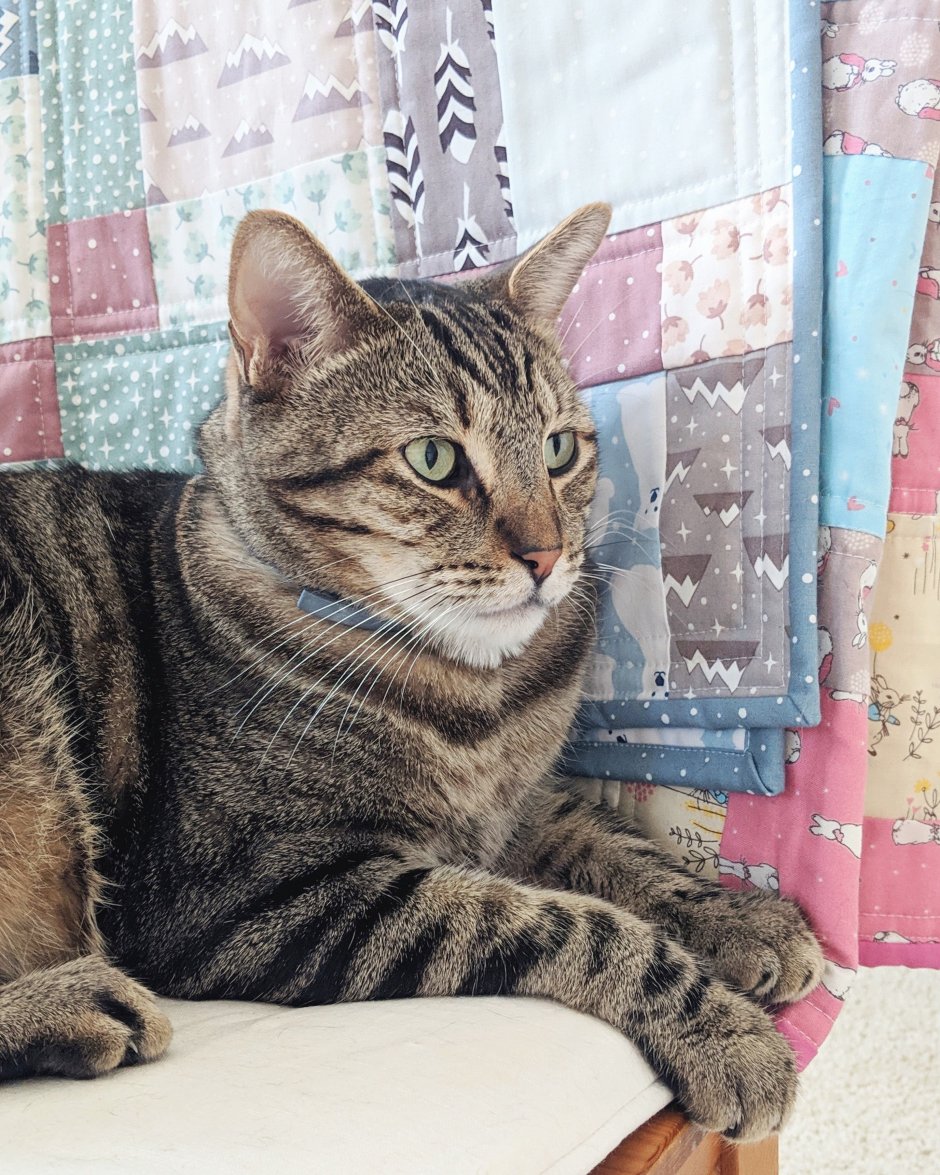 Табби макрель