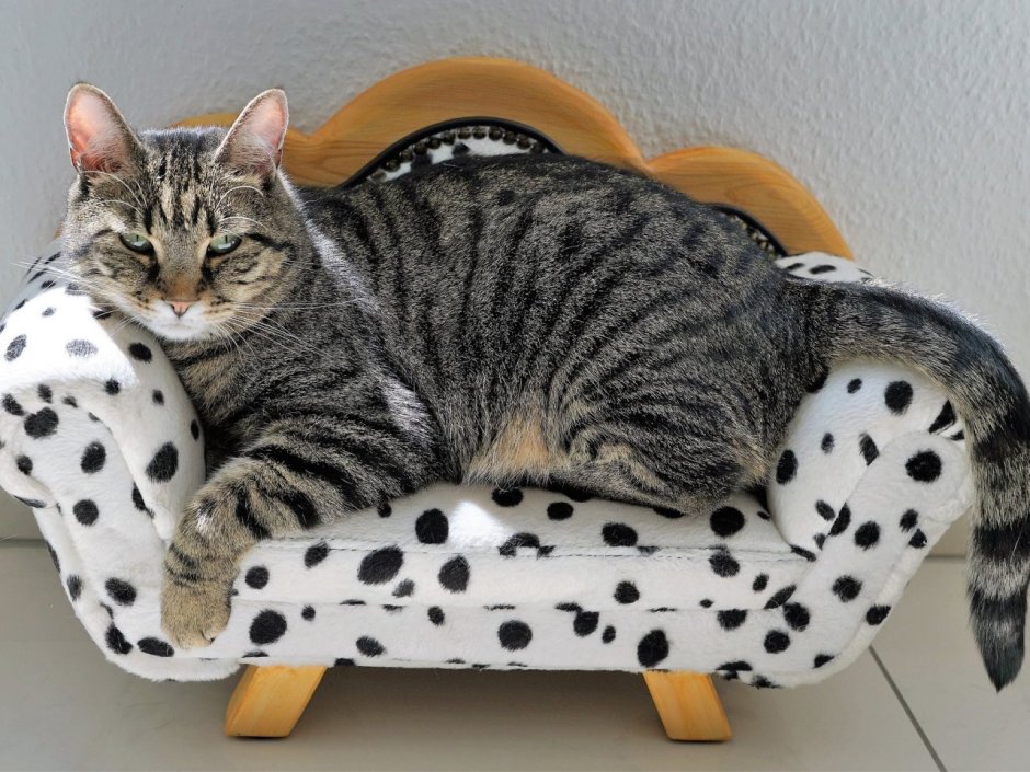 Диван кошка