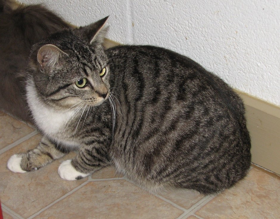 Табби макрель серый