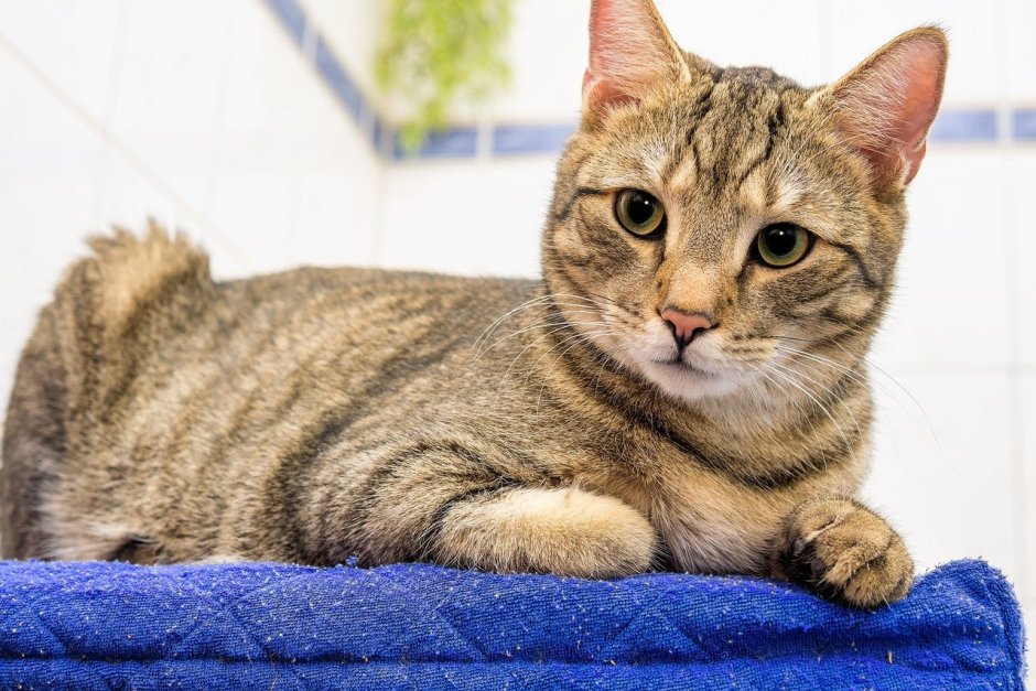 Азиатская табби