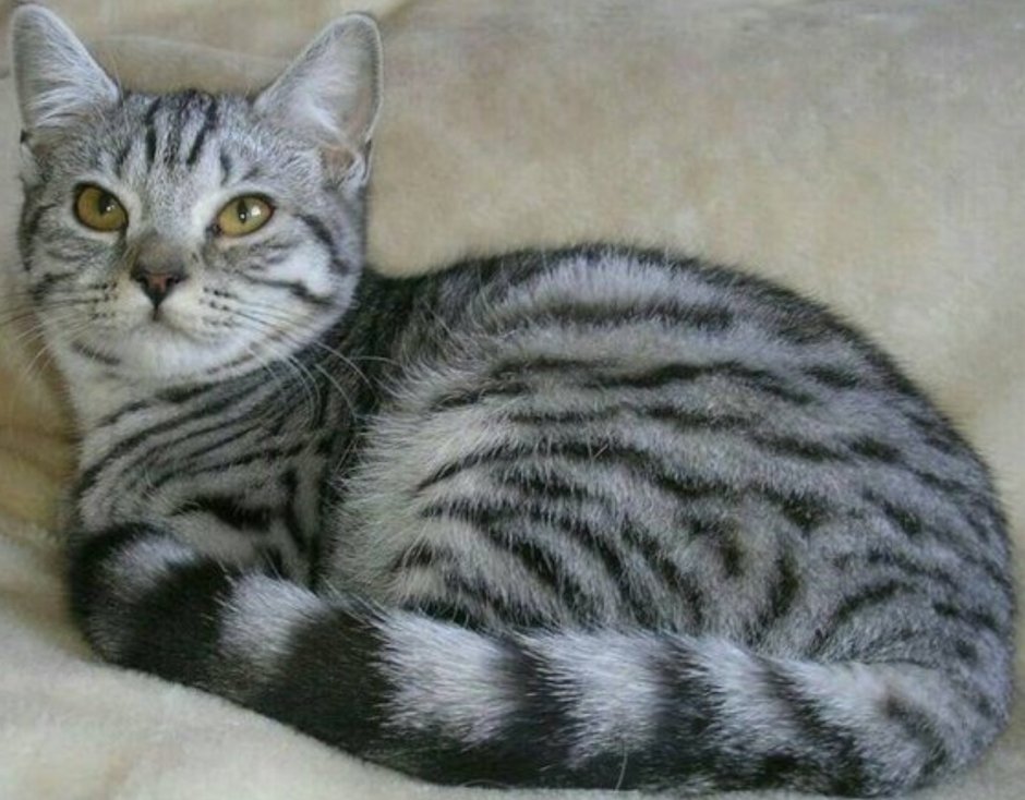Британская Сильвер табби