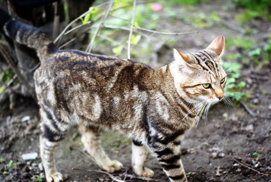 Табби макрель полосатый