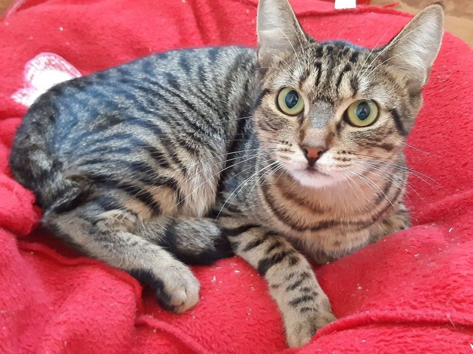 Макрель табби порода