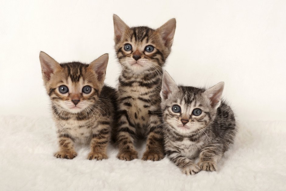 Котята табби с мамой