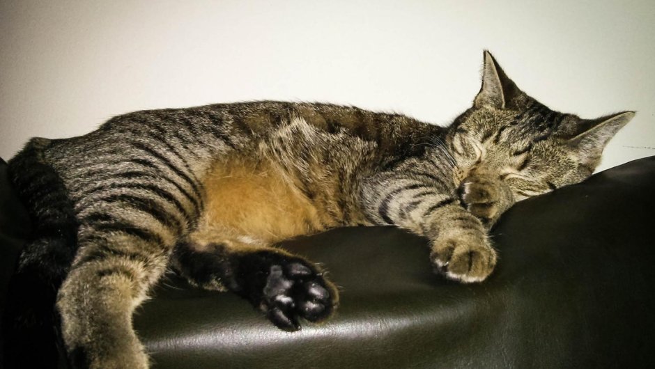 Браун макрель табби