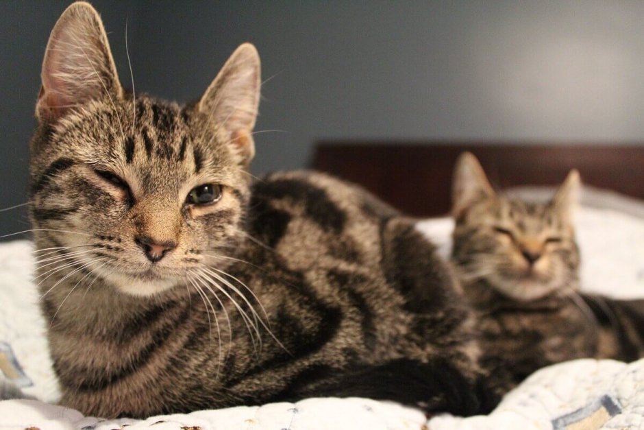 Азиатская табби кошка полосатая