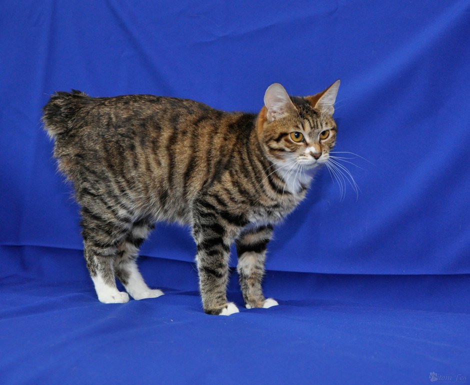 Окрас табби макрель у кошек