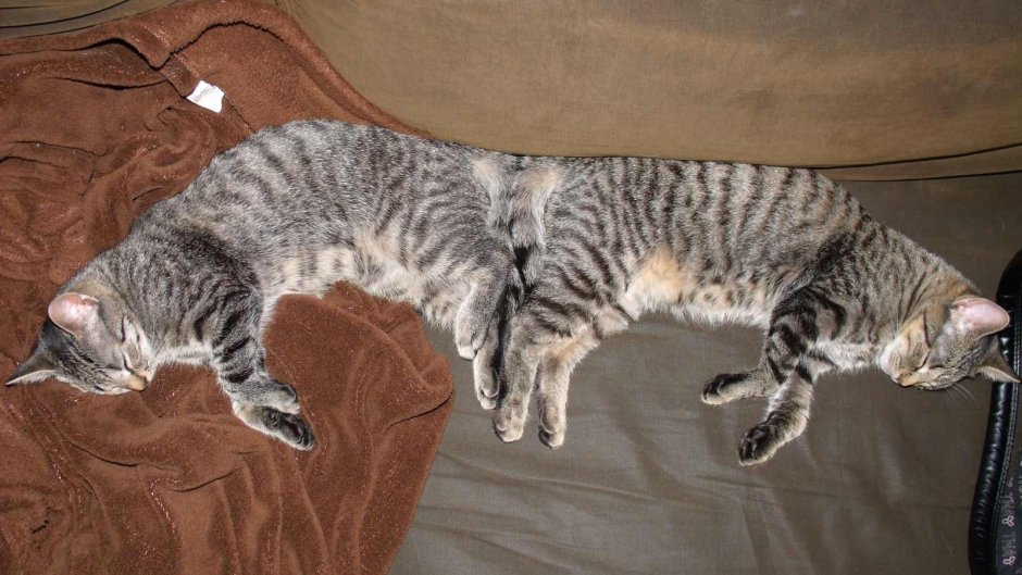 Табби макрель тигровый