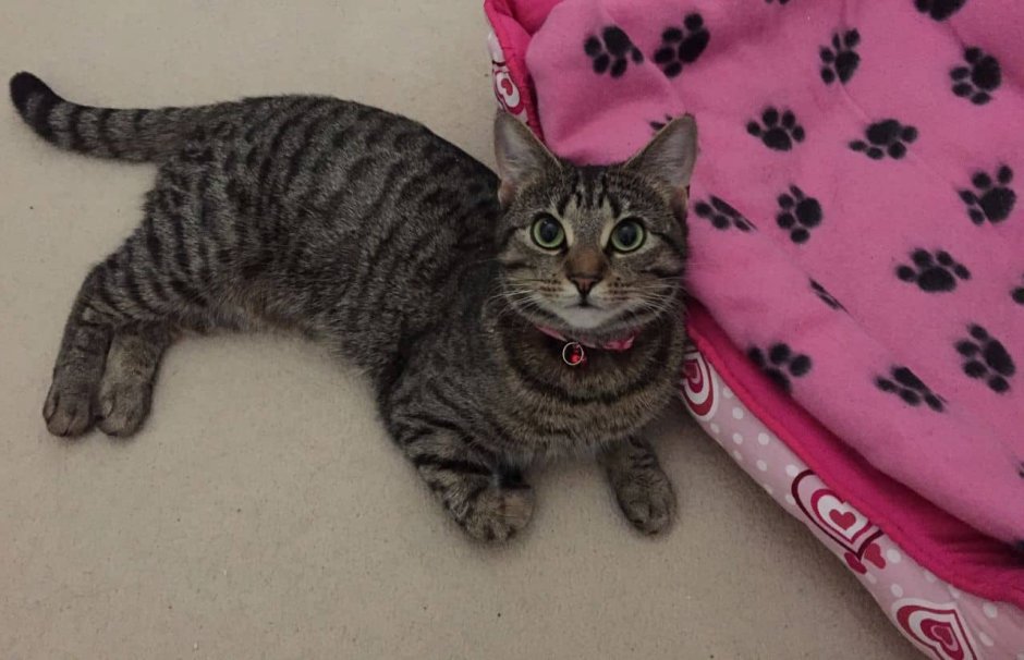 Табби макрель