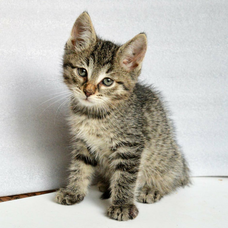 Британец дымчатый полосатый котенок